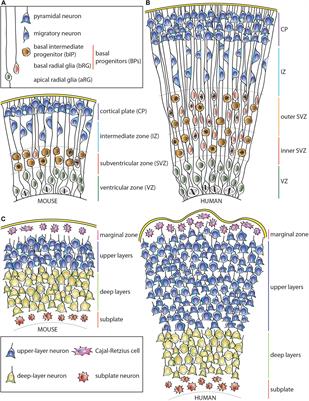 Length of the Neurogenic Period—A Key Determinant for the Generation of Upper-Layer Neurons During Neocortex Development and Evolution